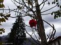 una rosa d'autunno a Lauco